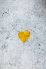 Autumn composition made of dried leaf on concrete background