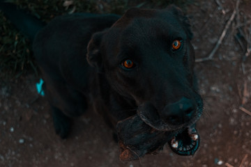 Dog2