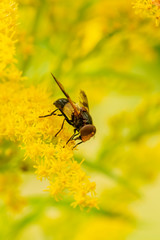 bee on flower