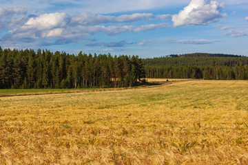Fototapeta premium The yellow fields of ripe wheat surrounded with the forest create pastoral countryside landscape in Swedish Lapland.