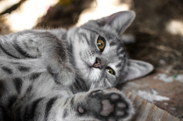 Gray kitten basking in the sun