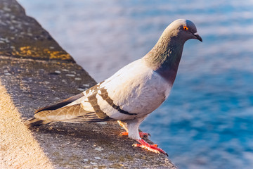 Beautiful pigeon close-up sitting on a concrete base near the water. Bright eye