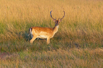 Naklejka na ściany i meble view on spotted deer standing amidst dry grass