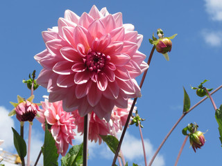 Berliner Kleene Dahlia plant with pink flowers against the blue sky at summer