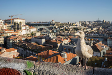 Widok na Porto i most Ponte Luis I z punku widokowego, z mewą.