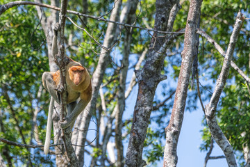 Nosacz zwisający z drzewa nad rzeką Kinabatangan na Borneo. - obrazy, fototapety, plakaty