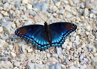 Fototapeta na wymiar dorsal view of a Red-Spotted Purple Admiral butterfly, Limenits arthemis