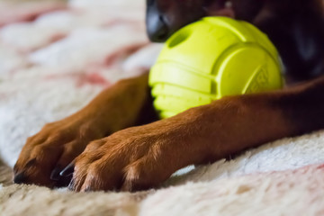 Dog breed miniature pinscher playing with the ball