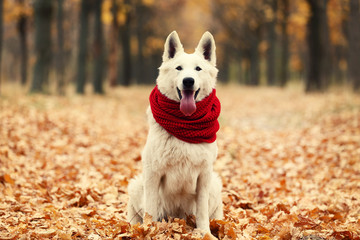 White swiss shepherd dog with red scarf in autumn park