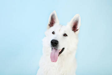 Swiss shepherd dog on blue background