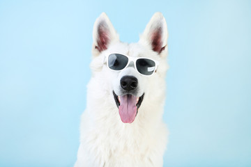 Swiss shepherd dog in sunglasses on blue background