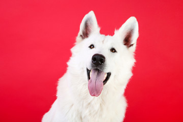 Swiss shepherd dog on red background
