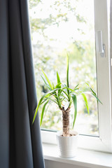 A green plant stands on a windowsill.