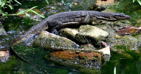 Large monitor lizard next to a river
