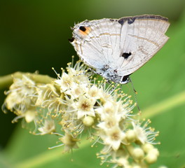 Close up of a butterfly on a flower
