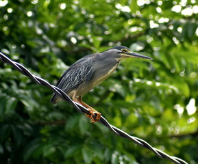 Gray heron sitting on a power line