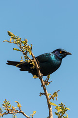 Choucador à épaulettes rouges, Lamprotornis nitens, Cape Starling