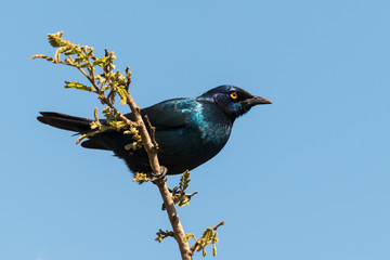 Choucador à épaulettes rouges, Lamprotornis nitens, Cape Starling
