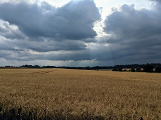 Fototapeta premium Dunkle Wolken eines aufkommenden Gewitters verdecken die Sonne über einem großen Getreidefeld mit Gerste kurz vor der Ernte
