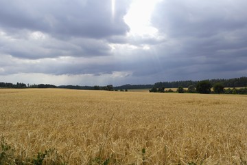Dunkle Wolken eines aufkommenden Gewitters verdecken die Sonne über einem großen Getreidefeld mit Gerste kurz vor der Ernte in der Oberpfalz in Bayern