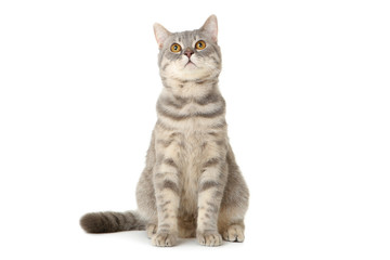 Fototapeta premium Beautiful cat sitting on white background