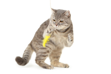 Beautiful cat playing with yellow feather on white background