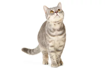Foto op Canvas Beautiful cat on white background © 5second