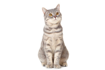 Beautiful cat sitting on white background