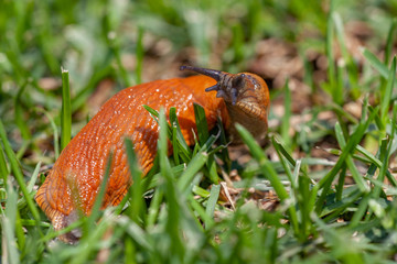 close-up of a brown slug in the grass