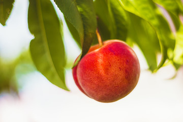 Peach (detail of fruit) on tree, green leaves around, shining through clear sky
