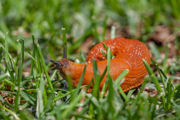 close-up of a brown slug in the grass