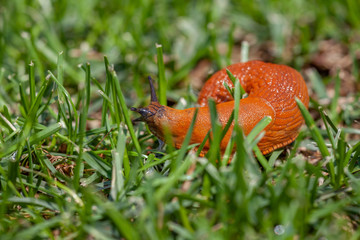close-up of a brown slug in the grass