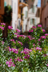 Fototapeta na wymiar Flowers in Narrow Street