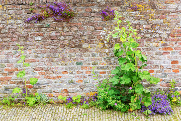 old brick wall with a hollyhock flower in front