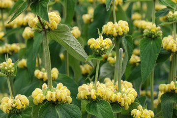 Phlomis russeliana plant comes from Turkey and Syria in southwest Asia