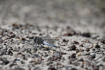 libellule bleue sur gravier