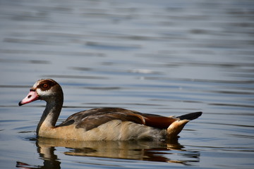 canard brun sur lac