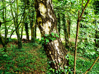 OLYMPUS DIGITAL CAMERA - PARK