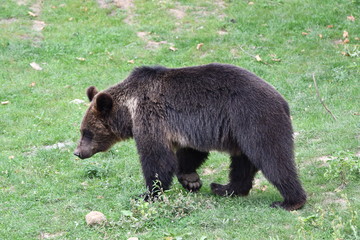 Fototapeta premium ours brun en balade