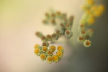 yellow flowers on a white background