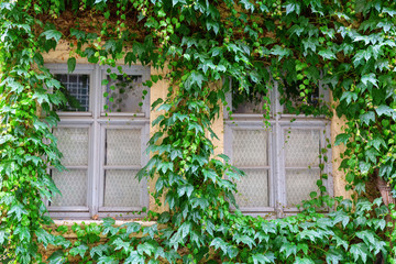 old house with a vine-clad window