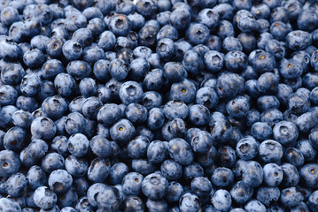 Fresh blueberry background. Texture blueberry berries close up.