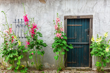 Fototapeta na wymiar hollyhocks in front of an old shed