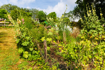 Fototapeta na wymiar picture of an overgrown cottage garden