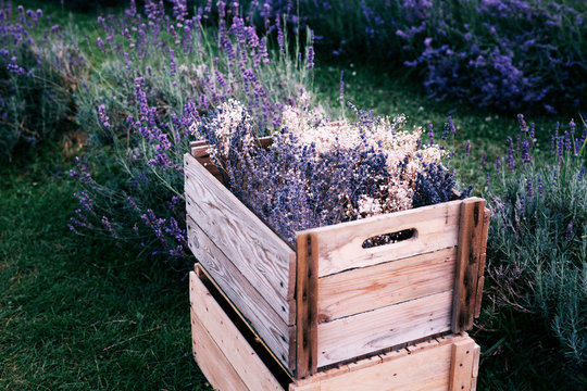 Wooden boxes with dried lavender in the field
