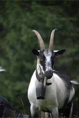 Ziege auf der Weide