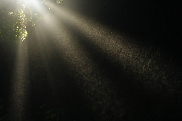 Close up of dust in sun light rays shining through cave and leaves