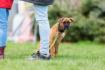 woman with a young boxer dog at the puppy school