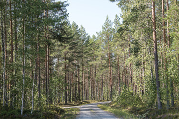 The road along the pine grove.