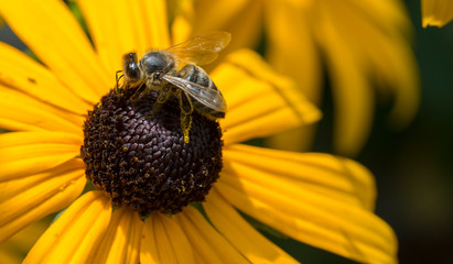 Biene auf Sonnenhut © bridgebuilding